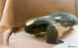 French Lop rabbits for sale: Beautiful French lop babies  - Image 5