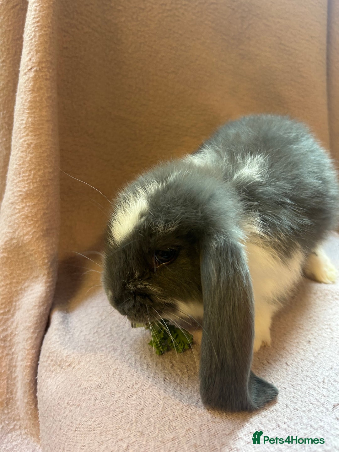 French Lop rabbits for sale: Beautiful French lop babies  - Image 5