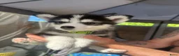 Pomsky dogs for sale: READY LAST 2 PUPPY F4  - Advert 15