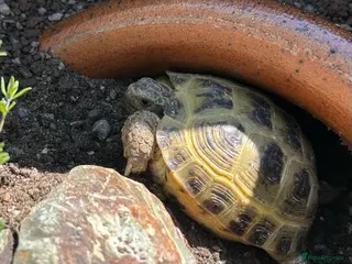 Tortoise reptiles Young Male Horsfield Tortoise - Advert 1