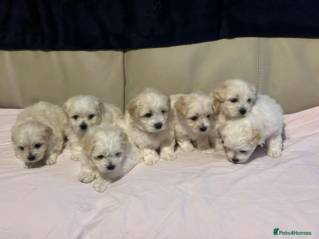 Maltese dogs for sale: Maltese puppies  - Advert 10