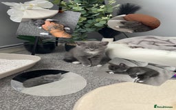 Mixed Breed cats for sale: Grey kittens  - Image 12