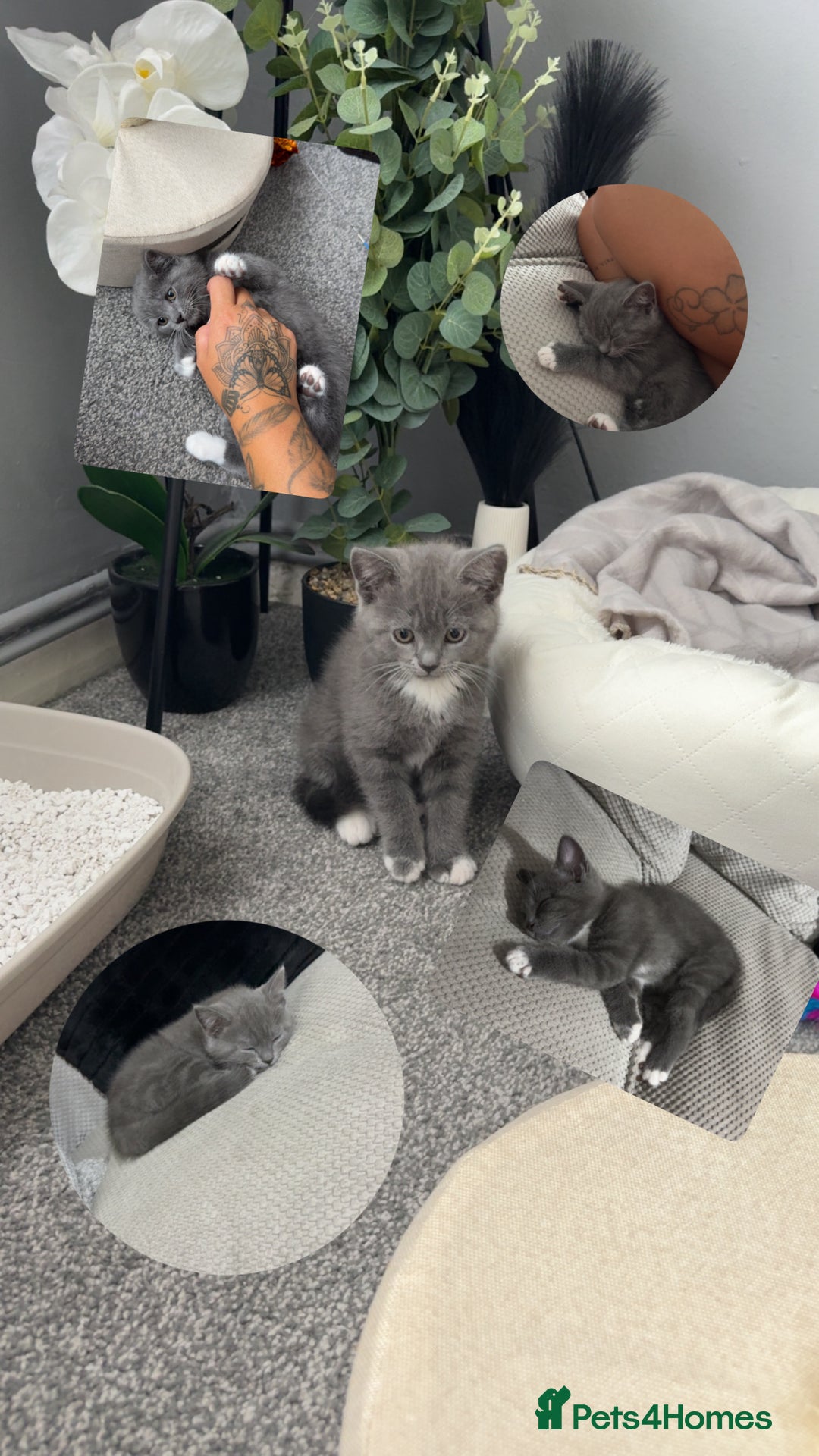 Mixed Breed cats for sale: Grey kittens  - Image 12