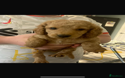 Cockapoo dogs for sale: Cockapoo puppies for sale  - Image 4