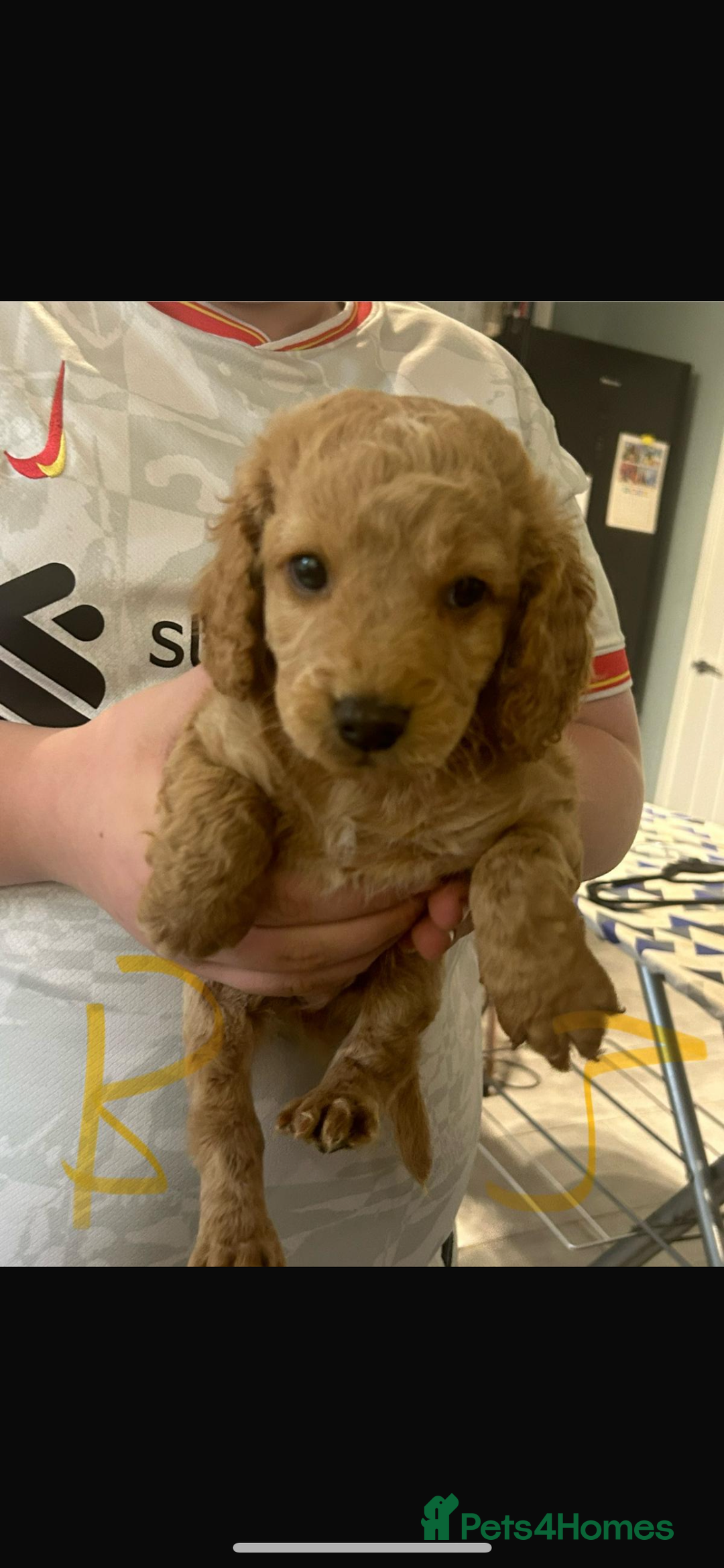 Cockapoo dogs for sale: Cockapoo puppies for sale  - Image 4
