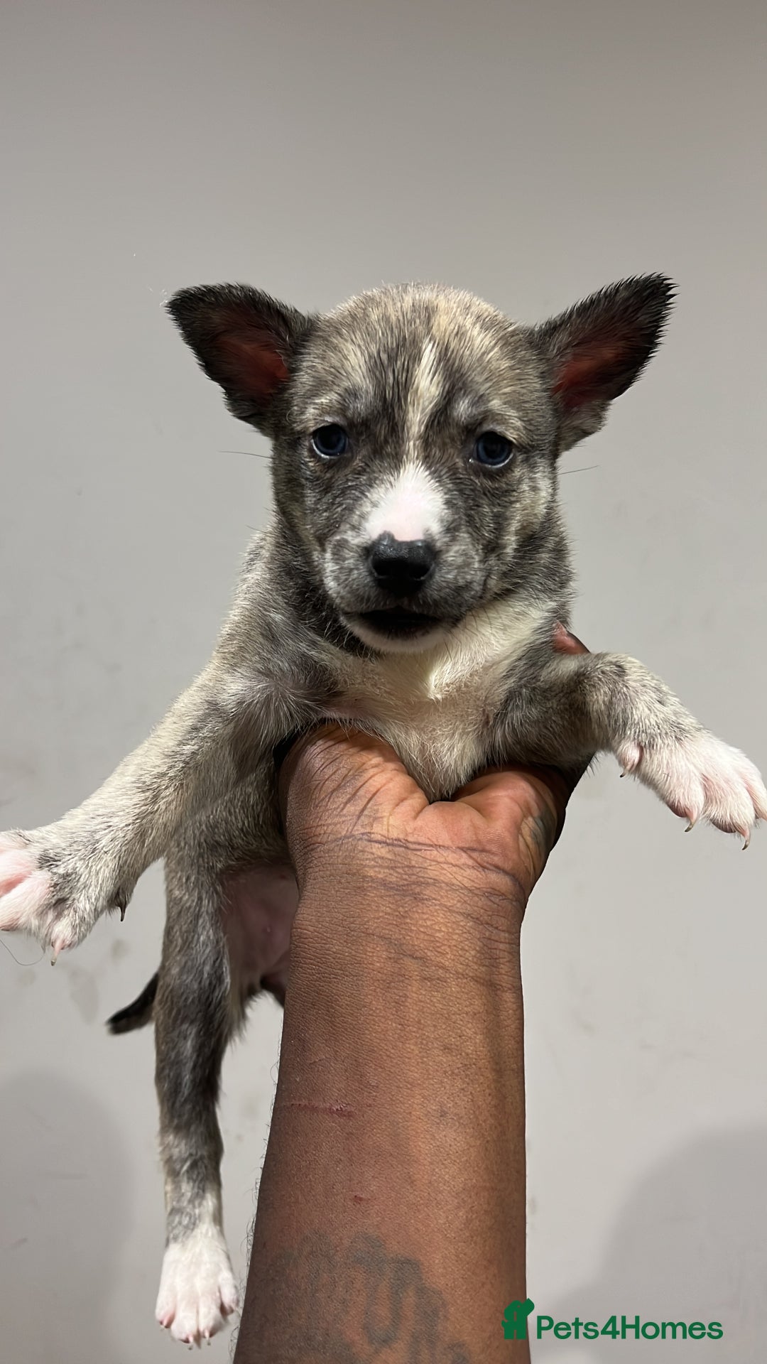 Mixed Breed dogs for sale: Blue nose staffy x Siberian husky pups - Image 2