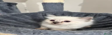 Ragdoll Kitten 3