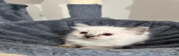 Ragdoll cats for sale: Ragdoll kittens for sale  - Advert 3