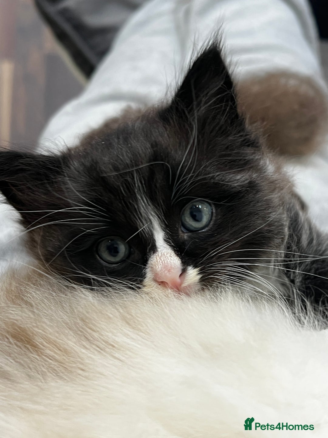 Mixed Breed cats for sale: Ragdoll mixed breed - Advert 9