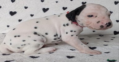 Dalmatian dogs Beautiful KC registered Dalmatian puppies - Advert 11