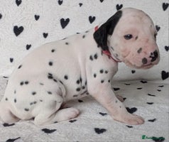 Dalmatian dogs Beautiful KC registered Dalmatian puppies - Advert 4