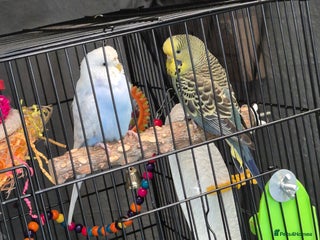 Budgerigars birds - Advert 1