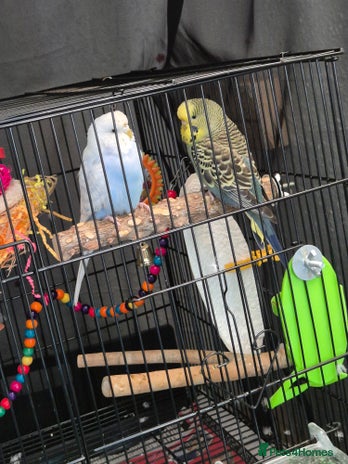 Budgerigars birds - Advert 1