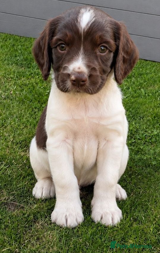 English Springer Spaniel dogs English Springer Spaniels  - Advert 13