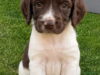 English Springer Spaniel dogs English Springer Spaniels - Advert 13