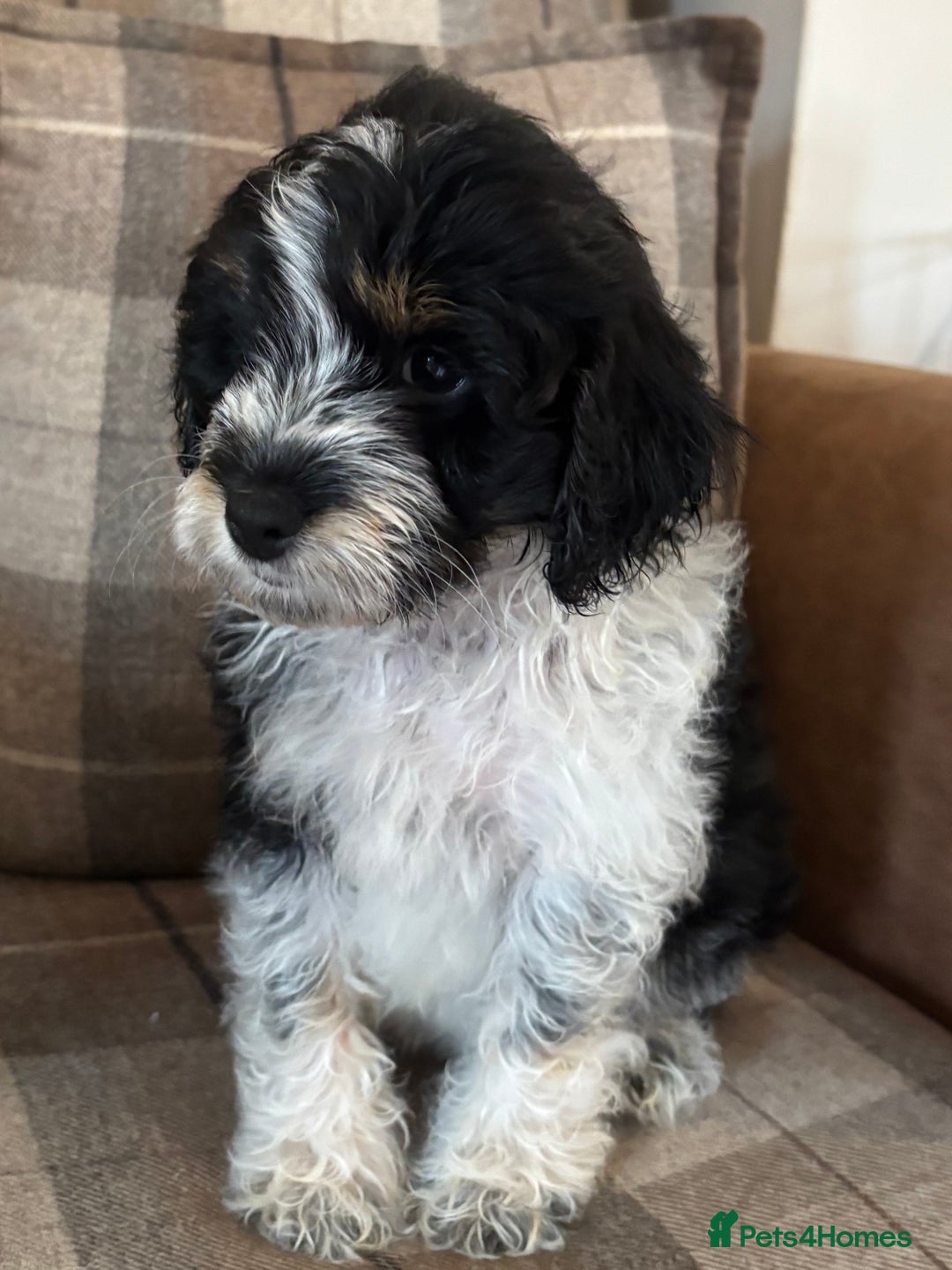 Cockapoo dogs for sale: Cockapoo  - Image 6