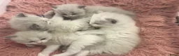 Ragdoll cats for sale: Champion Lines TICA Registered Ragdoll Kittens - Advert 7