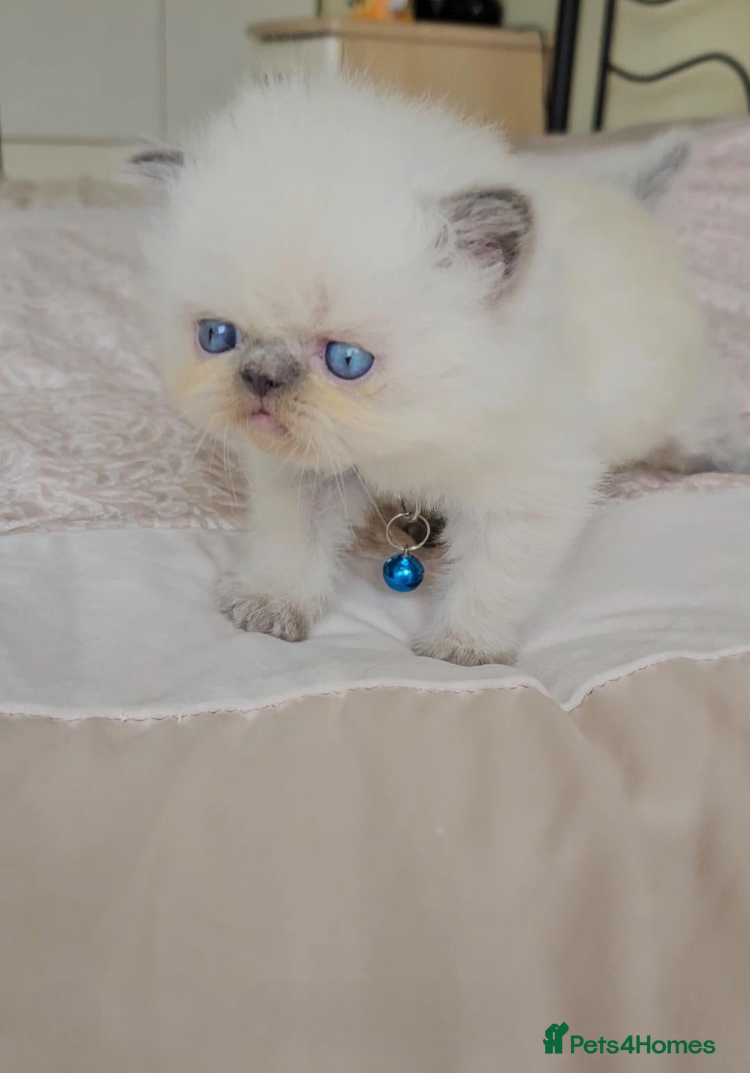 Persian cats Stunning Top Quality Persian Kittens  - Advert 4