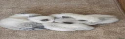 Ragdoll cats for sale: Blue point ragdoll  in Birmingham - Advert 6