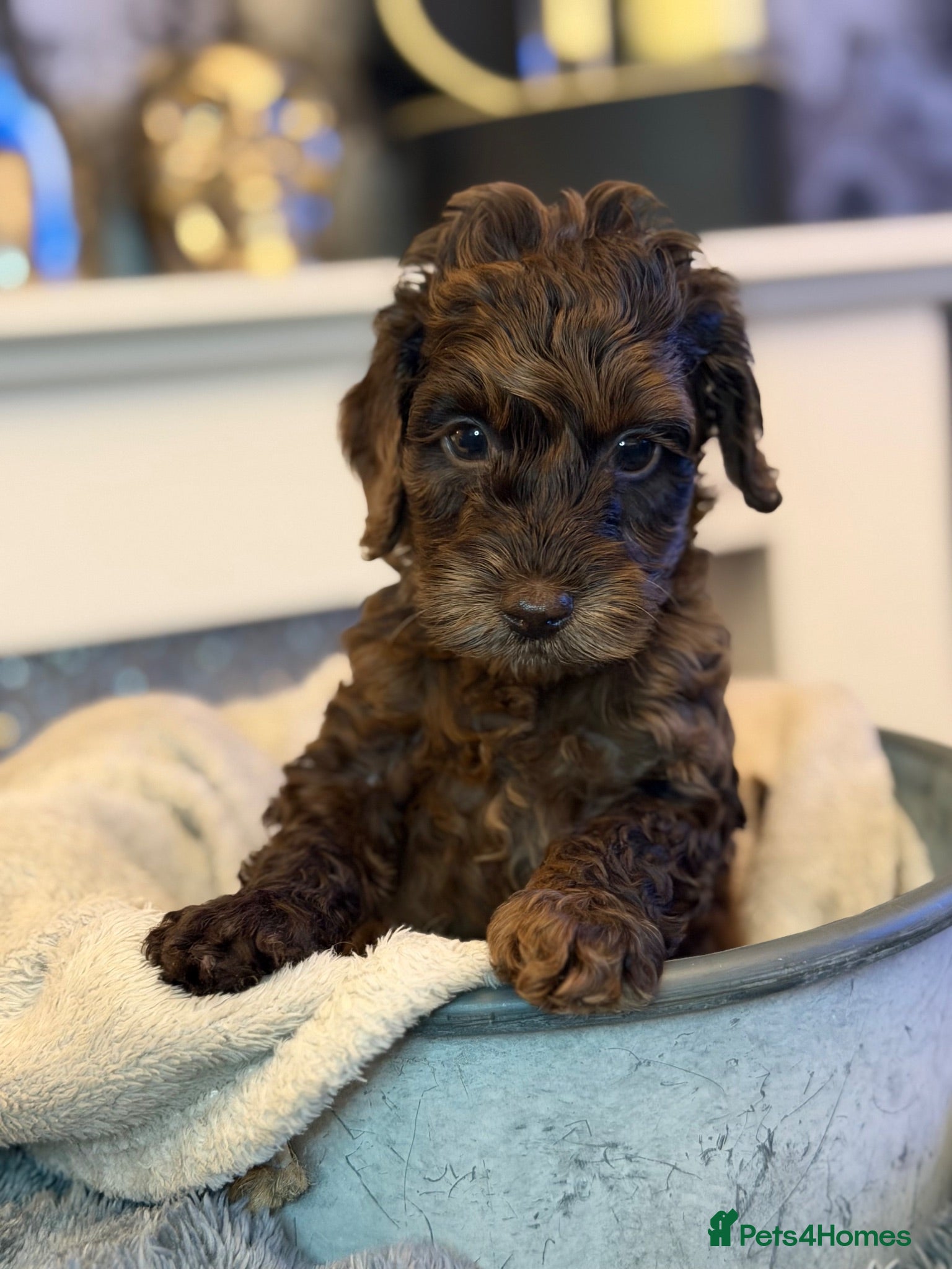 Cockapoo dogs F2 cockapoo family raised  - Advert 6
