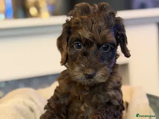 Cockapoo dogs F2 cockapoo family raised - Advert 6