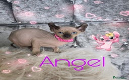 Sphynx cats for sale: 💙LITTLE BOY🩵Sphynx Kitten🩵TESTED 🐈  - Image 9