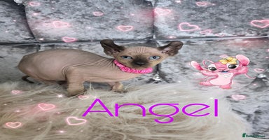 Sphynx cats - Advert 16