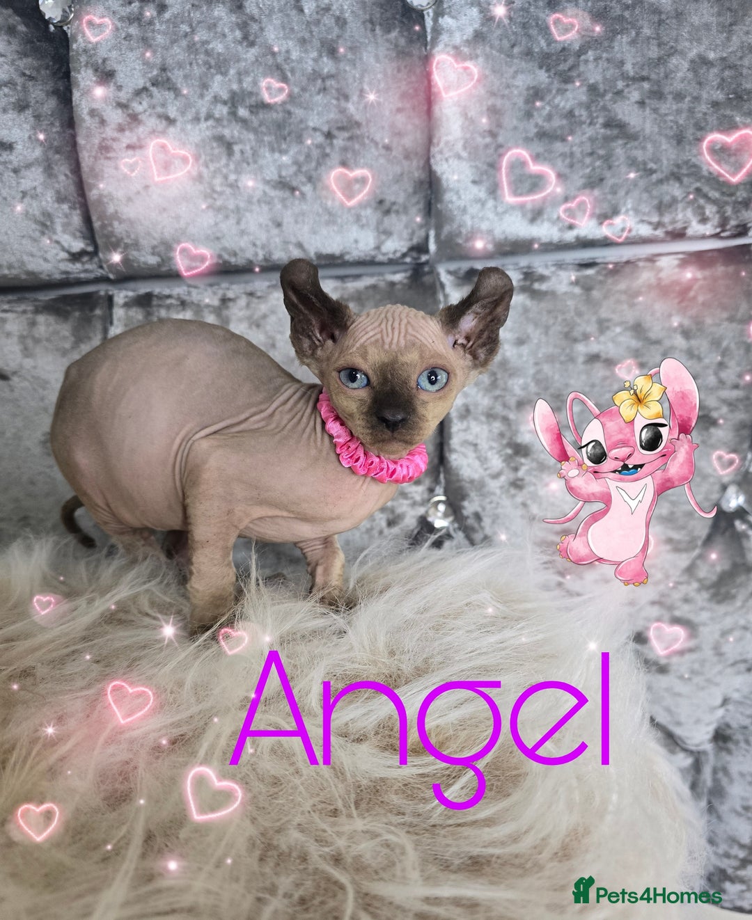 Sphynx cats for sale: 💙LITTLE BOY🩵Sphynx Kitten🩵TESTED 🐈  - Image 9