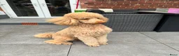 Standard Poodle dogs for stud: Standard Poodle for Stud - Advert 5