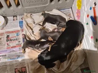 Miniature Dachshund dogs Beautiful Miniature Dachshund Girls - Advert 2