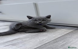 British Shorthair cats for sale: 4 British shorthair kittens  - Image 2