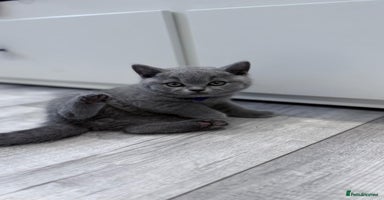 British Shorthair cats - Advert 7