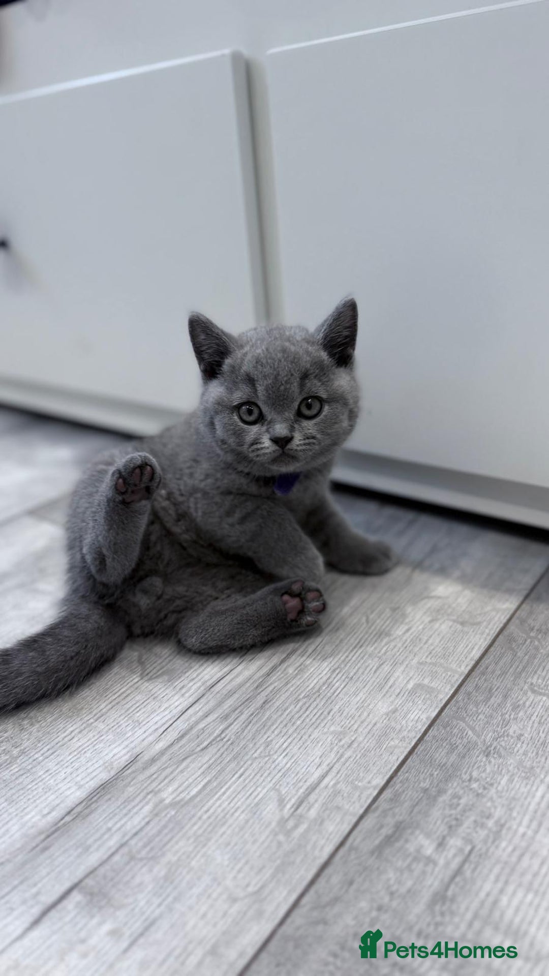 British Shorthair cats for sale: 4 British shorthair kittens  - Image 2