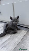 British Shorthair cats - Advert 7
