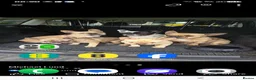 French Bulldog dogs for sale: Frenchbulldog Puppies - Advert 6