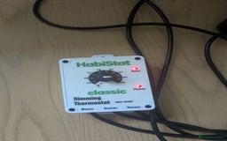 Corn Snake reptiles for sale: Corn Snake  - Advert 7