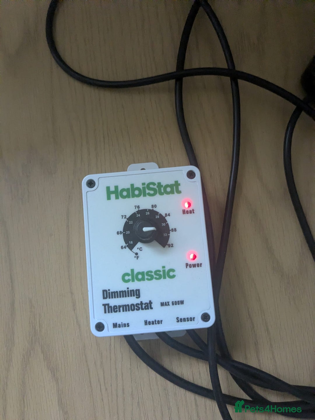 Corn Snake reptiles for sale: Corn Snake  - Advert 7