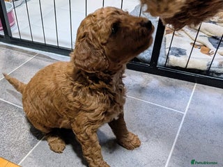 Miniature Poodle dogs - Advert 10