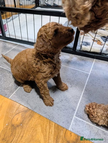 Miniature Poodle dogs - Advert 3