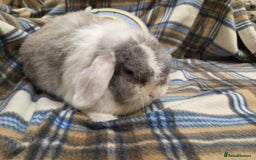 Mini Lop rabbits for sale: Mini lop bunny  - Image 3