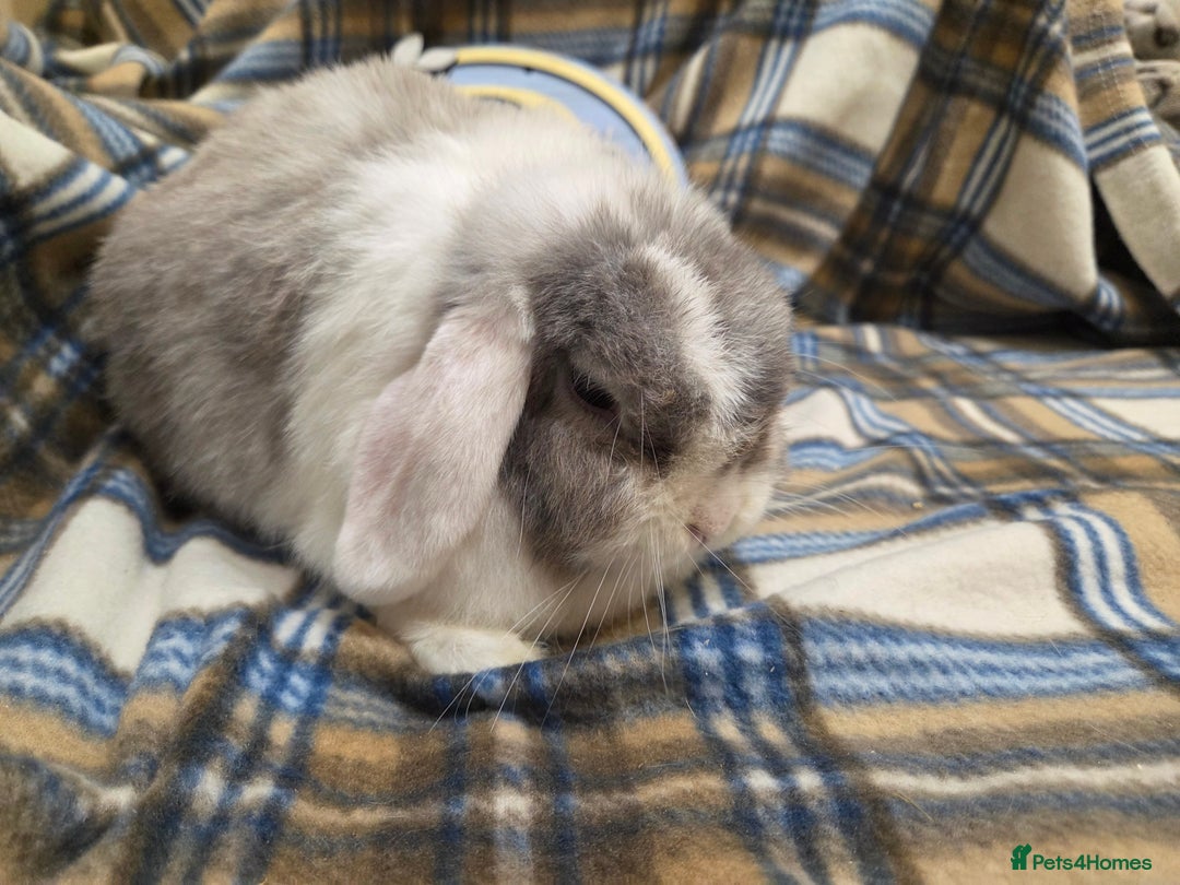 Mini Lop rabbits for sale: Mini lop bunny  - Image 3