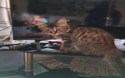 British Longhair cats for sale: Fully vaccinated kittens  - Image 8