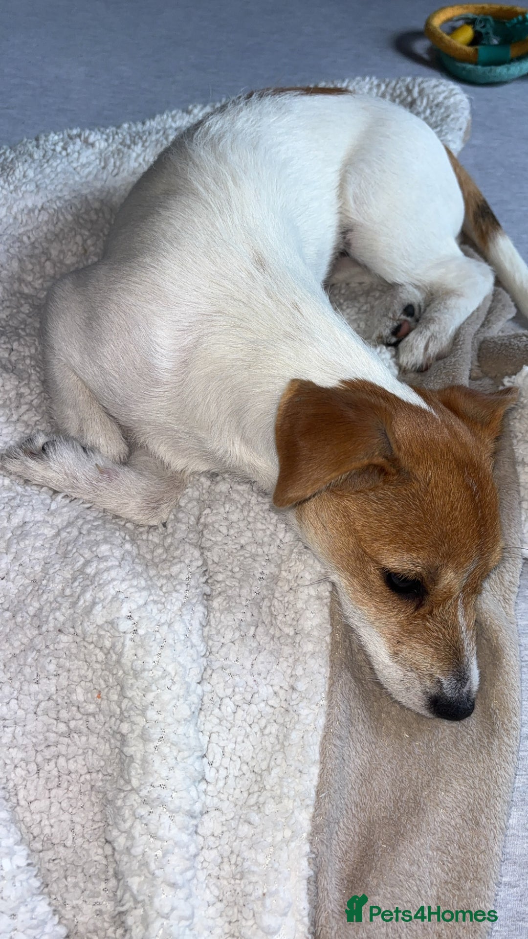 Parson Russell dogs for sale: Lily jack Russell  - Advert 6