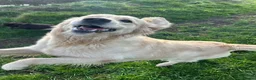 Golden Retriever dogs for sale: Gorgeous pups 2 boys - all tested - Advert 17