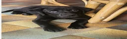 Labrador Retriever dogs for sale: Amazing Labrador Puppies for sale - Advert 5