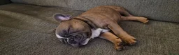 French Bulldog dogs for sale: Urgent Furever Home Needed.  - Advert 19