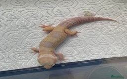 Leopard Gecko reptiles for sale: Leopard gecko babies cb25 - Image 16