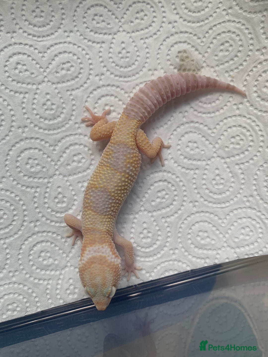 Leopard Gecko reptiles for sale: Leopard gecko babies cb25 - Image 16