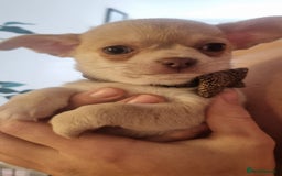 Chihuahua dogs for sale: Gorgeous Smooth coat KC registered chihuahuas - Image 13