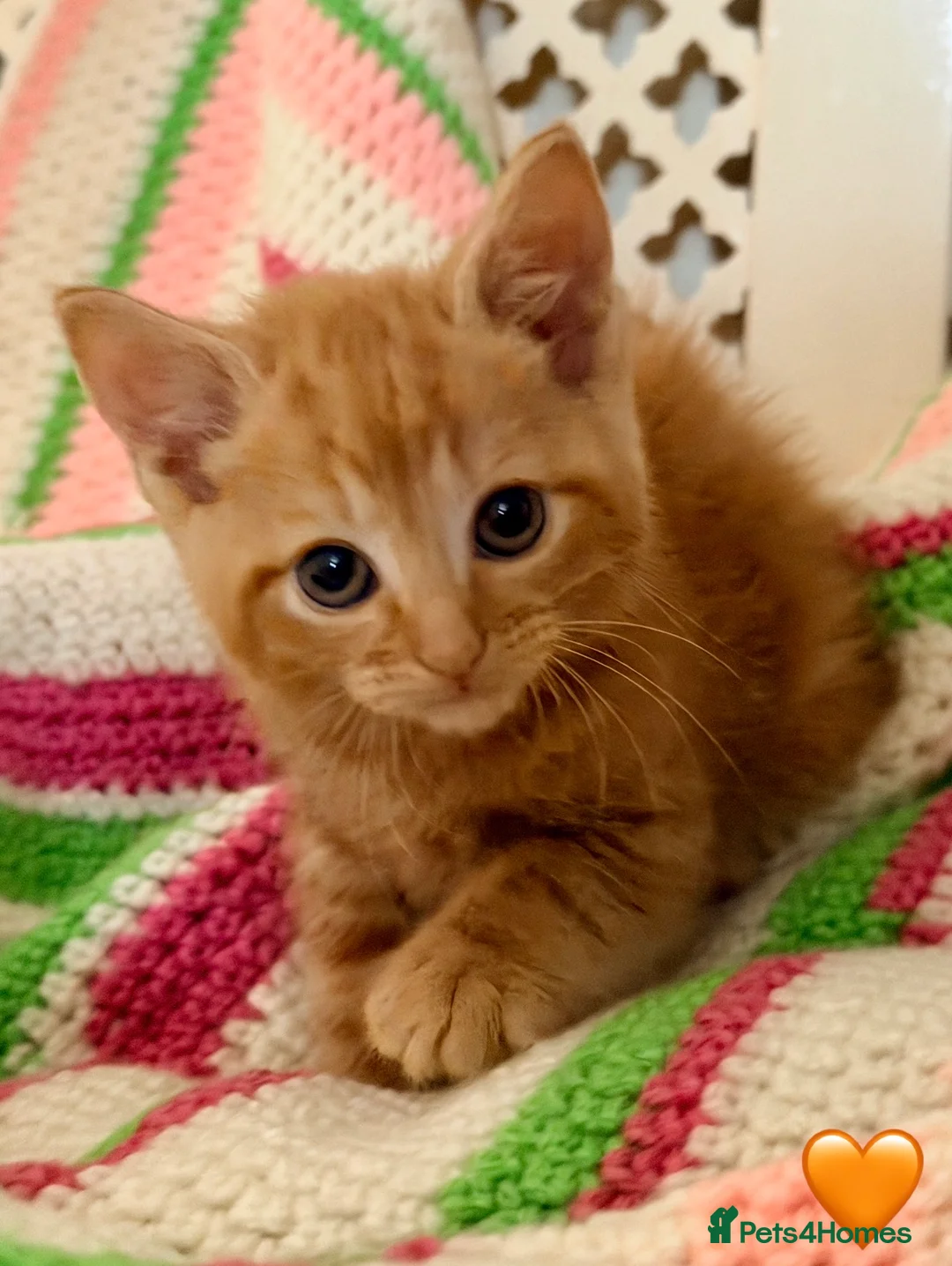 Mixed Breed cats for sale: 💖 MAINE COON X RAGDOLL *PARENTS HEALTH TESTED* 💖 - Advert 26